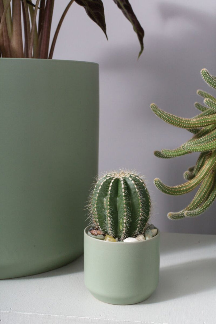 Design Shop Kendall Pot 3.25"x 2.75", Set of 6