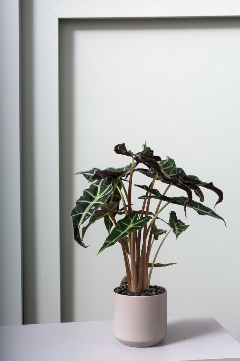 Design Shop Kendall Pot 4.75"x 4.5", Set of 4