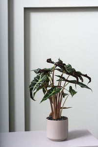 Design Shop Kendall Pot 4.75"x 4.5", Set of 4