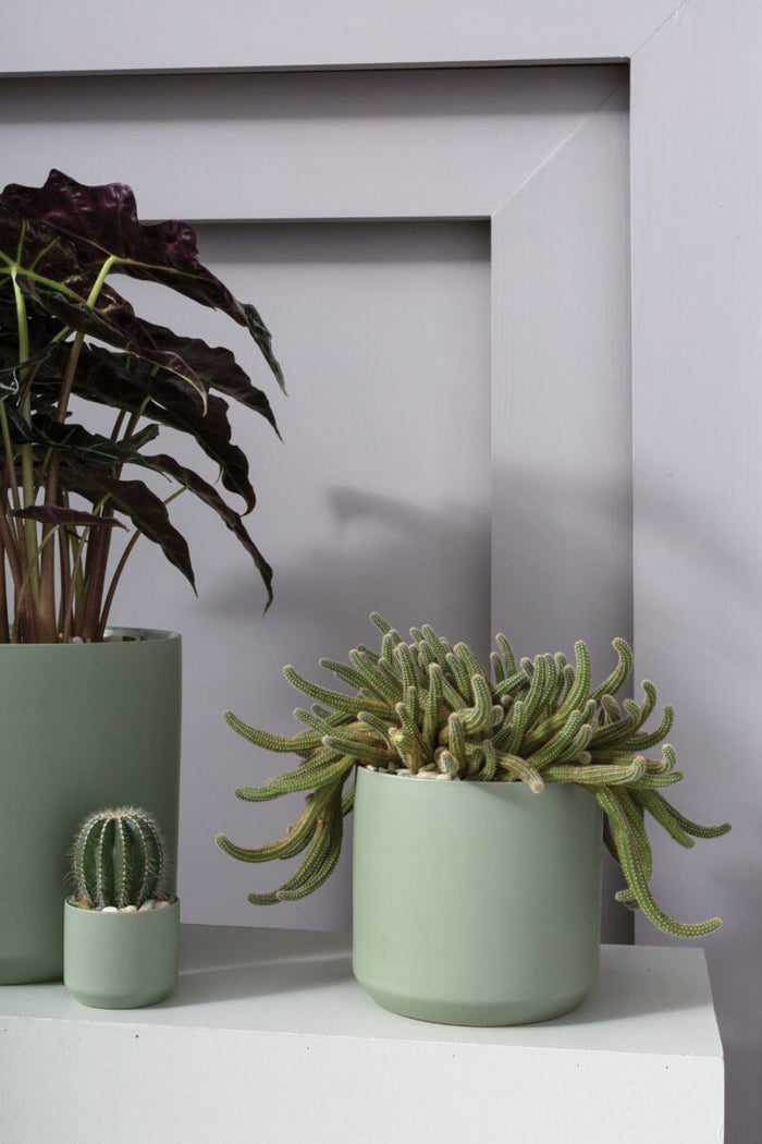 Design Shop Kendall Pot 7"x 6.75"