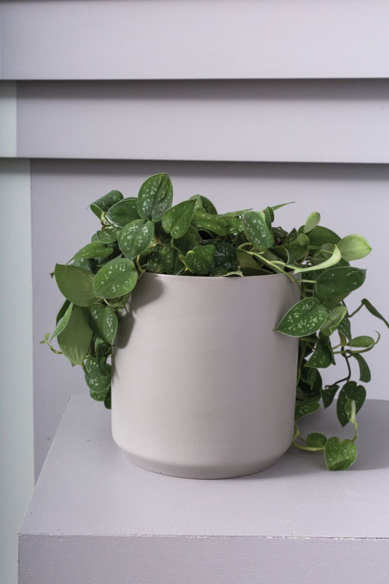 Design Shop Kendall Pot 7"x 6.75"