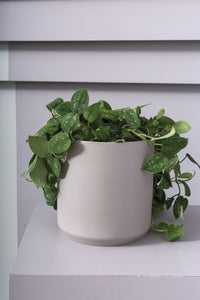 Design Shop Kendall Pot 7"x 6.75"