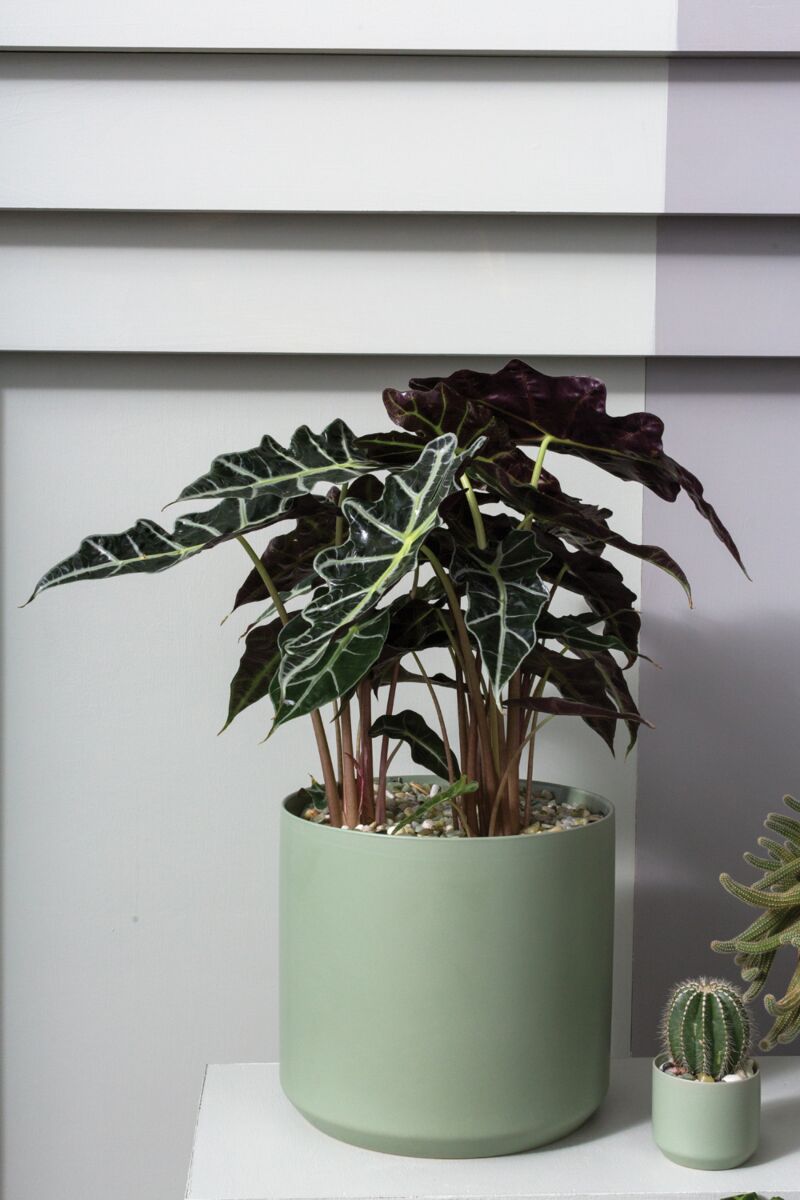 Design Shop Kendall Pot 8.5"x 9"