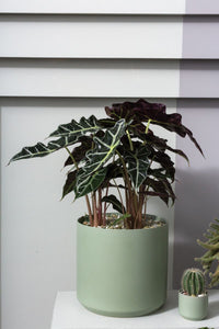 Design Shop Kendall Pot 8.5"x 9"