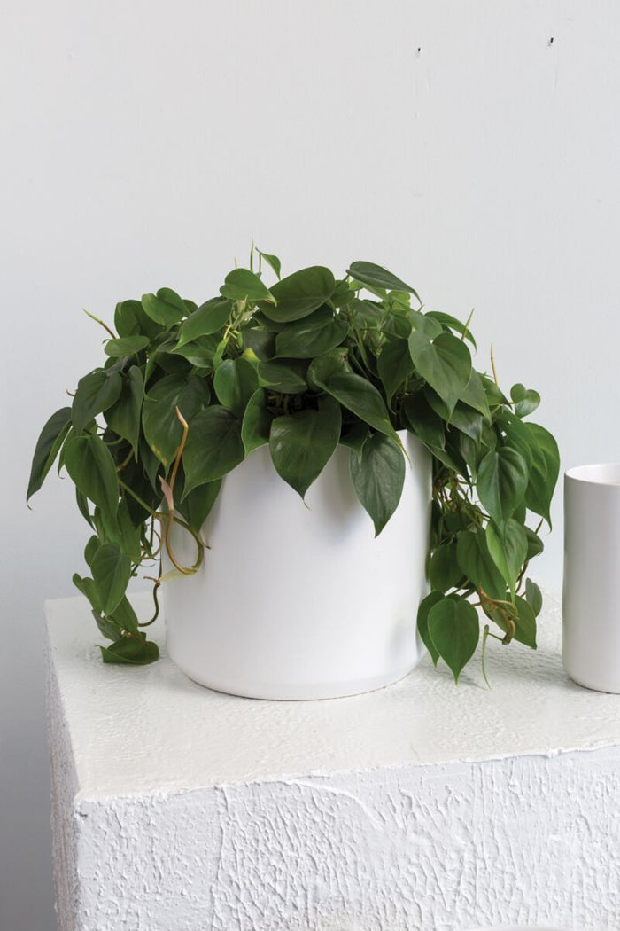 Design Shop Kendall Pot 10.75"x 10"