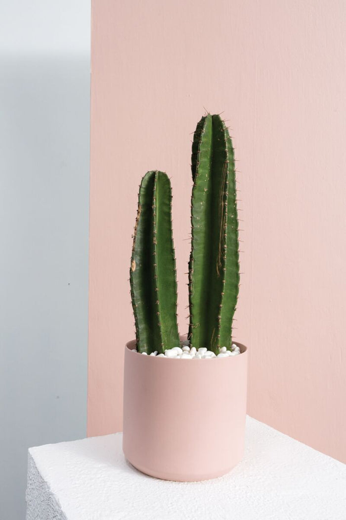 Design Shop Kendall Pot 10.75"x 10"
