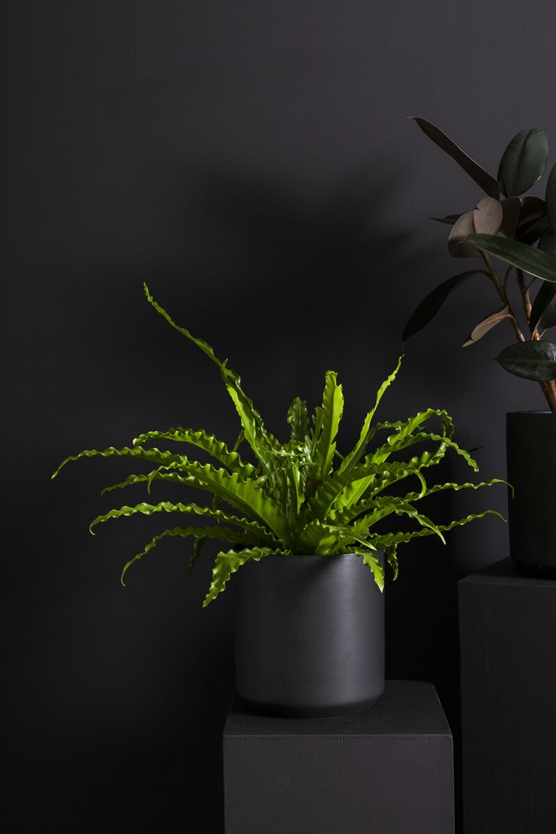 Design Shop Kendall Pot 10.75"x 10"