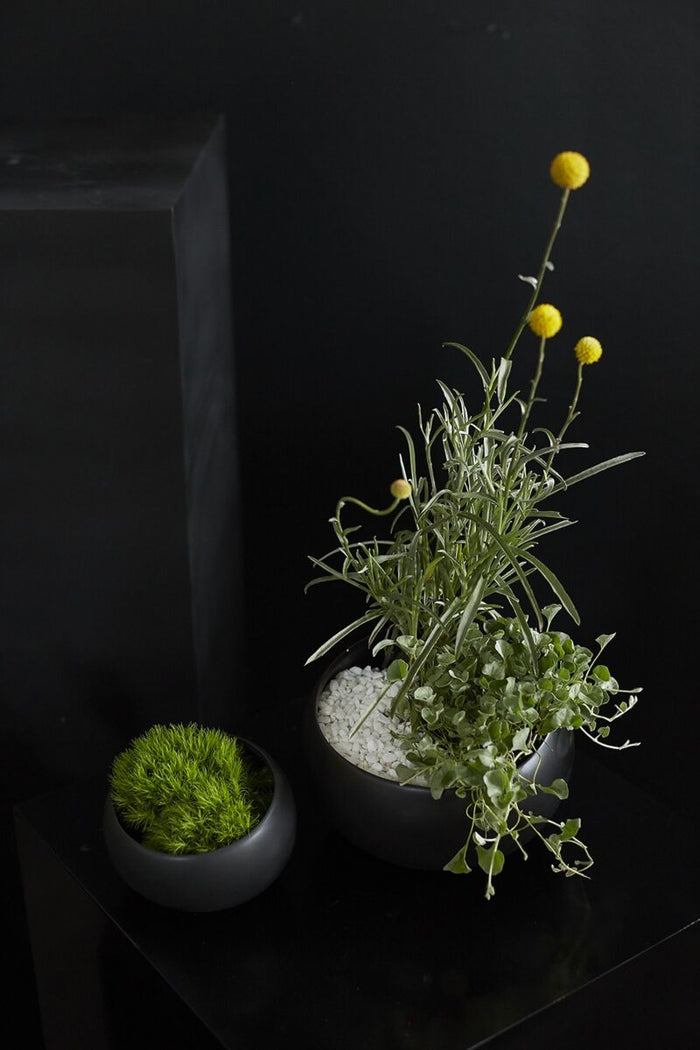 Potted plants on a dark surface with a black background