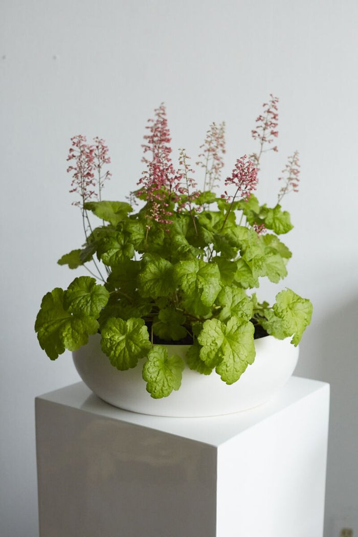 Design Shop White Simply Collection Low Bowl, 13.75" X 4.5".