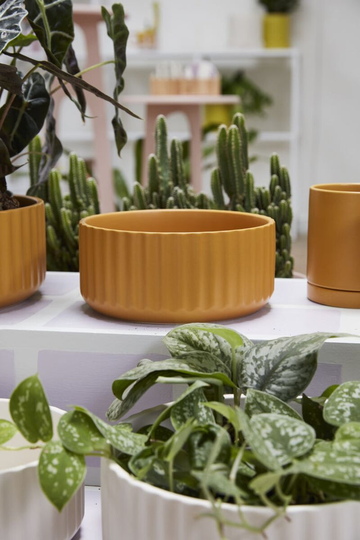 Collection of potted plants including cacti and succulents on a white surface.
