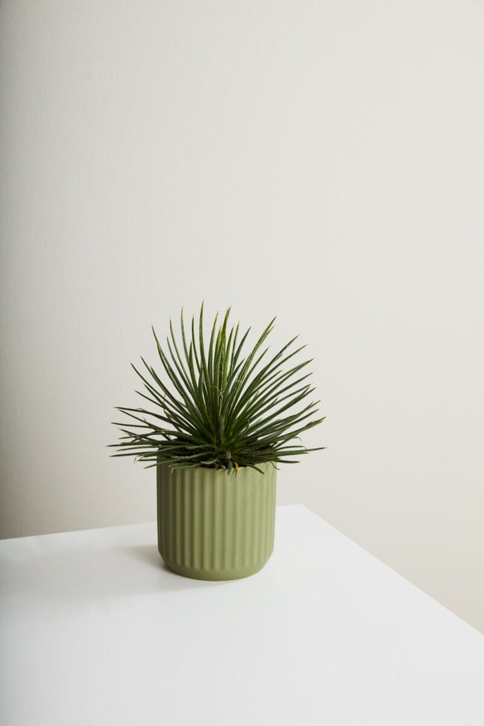 Design Shop Beam Pot 7"x 6.75"