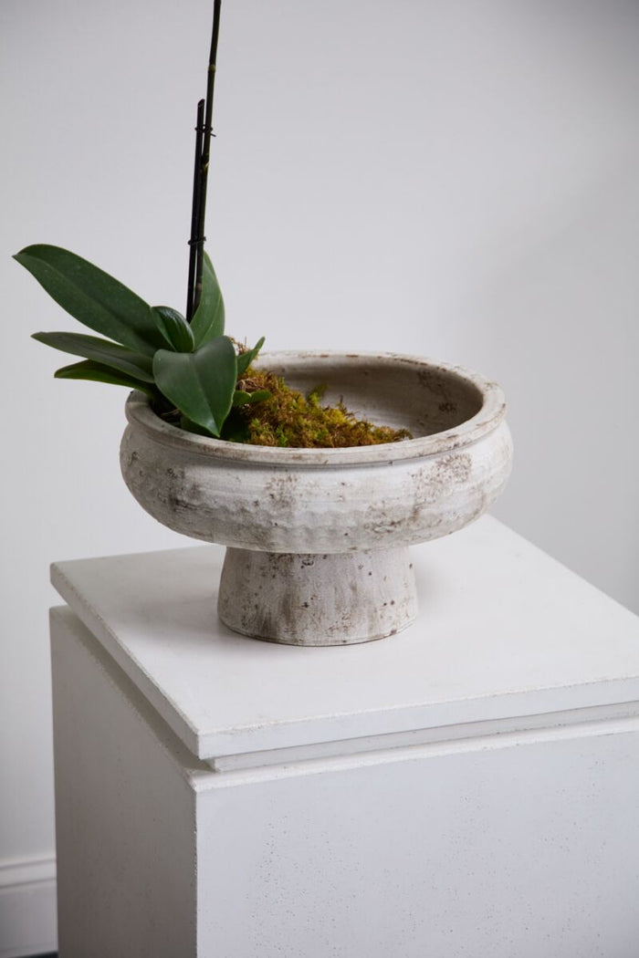 Ceramic planter with a plant on a white surface against a light gray wall