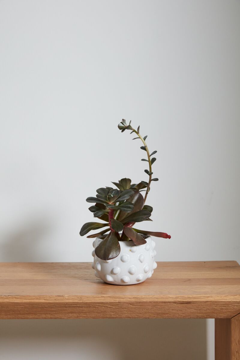 Design Shop White Fem Rosa Collection Pot, 6.5" X 4.75"