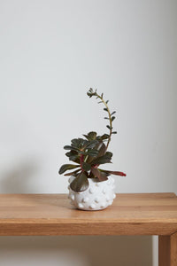 Design Shop White Fem Rosa Collection Pot, 6.5" X 4.75"