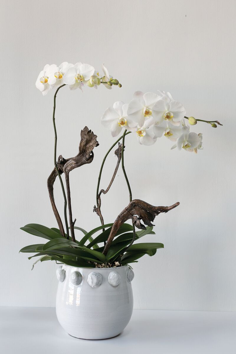 Design Shop White Fem Rosa Collection Pot, 10.5" X 9".