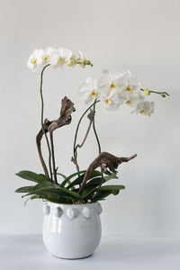 Design Shop White Fem Rosa Collection Pot, 10.5" X 9".