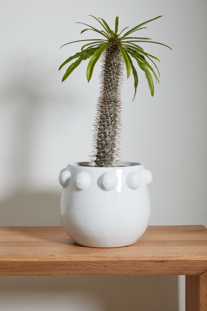 Design Shop White Fem Rosa Collection Pot, 10.5" X 9".