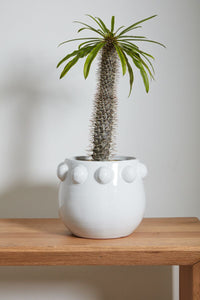 Design Shop White Fem Rosa Collection Pot, 10.5" X 9".