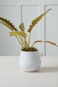 Design Shop Larkin Pot 6.25"x 6", Set of 2