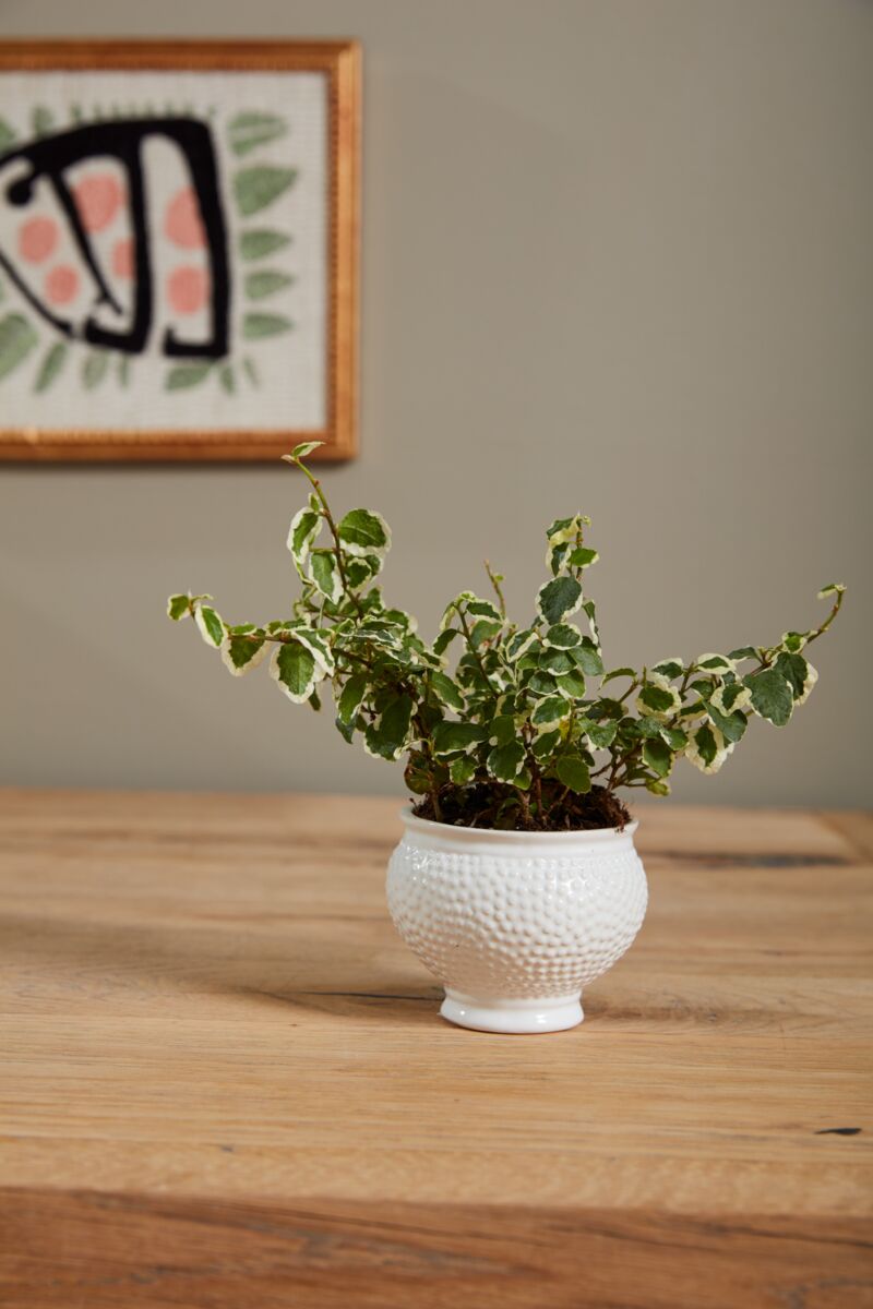 Design Shop White Spotti Pot, 3.75" X 3", Set of 8.