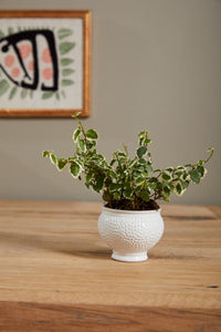 Design Shop White Spotti Pot, 3.75" X 3", Set of 8.