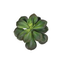 Design Shop Mixed Succulents Set of 6