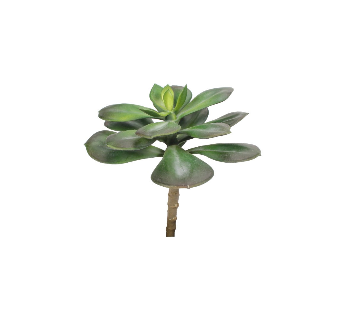 Design Shop Mixed Succulents Set of 6