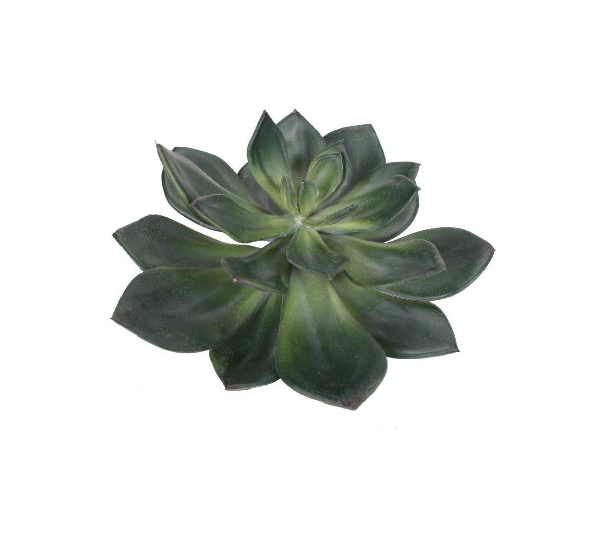 Design Shop Mixed Succulents Set of 6