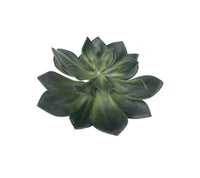 Design Shop Mixed Succulents Set of 6