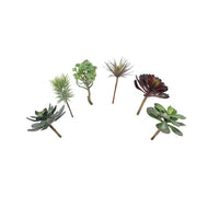 Design Shop Mixed Succulents Set of 6