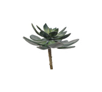 Design Shop Mixed Succulents Set of 6