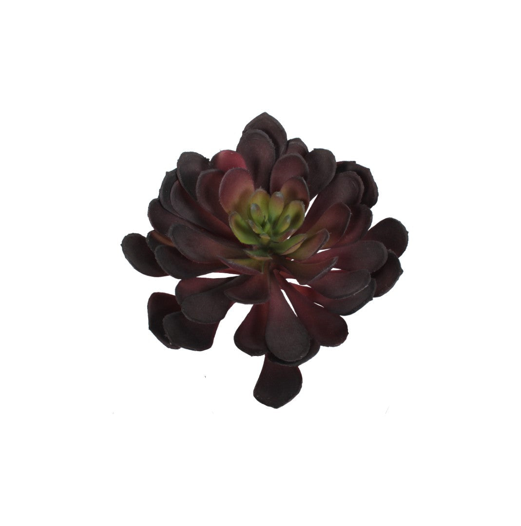 Design Shop Mixed Succulents Set of 6