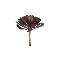 Design Shop Mixed Succulents Set of 6