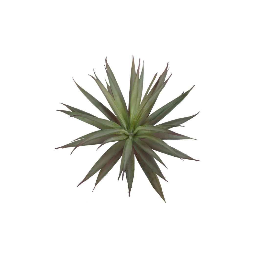 Design Shop Mixed Succulents Set of 6
