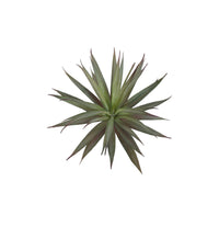 Design Shop Mixed Succulents Set of 6