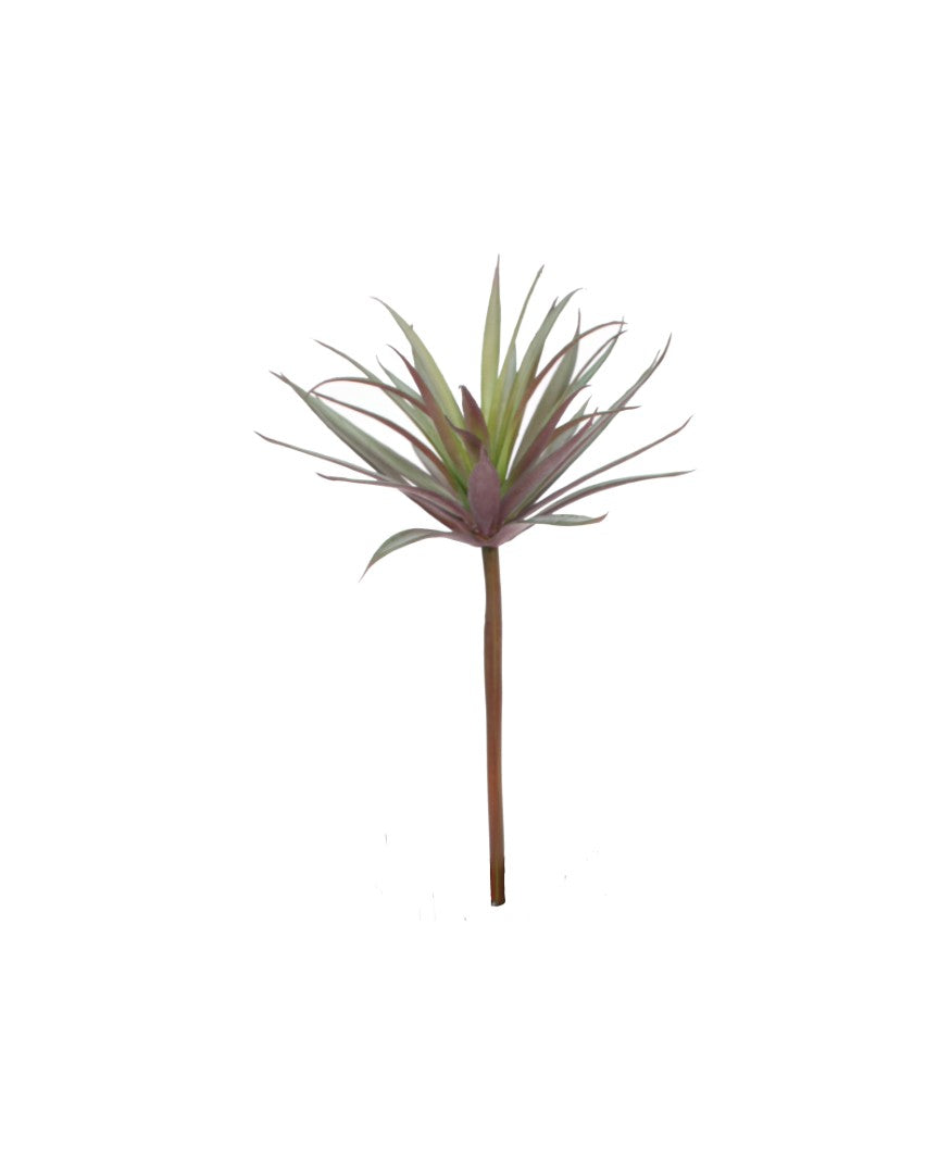 Design Shop Mixed Succulents Set of 6