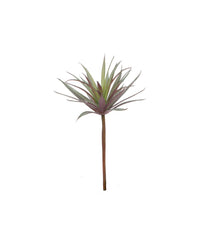 Design Shop Mixed Succulents Set of 6