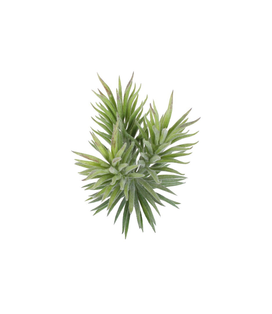 Design Shop Mixed Succulents Set of 6