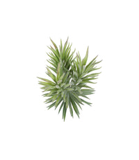 Design Shop Mixed Succulents Set of 6