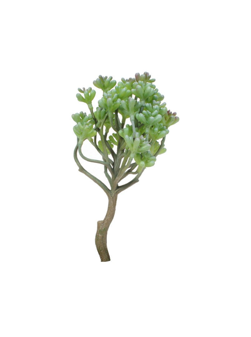 Design Shop Mixed Succulents Set of 6