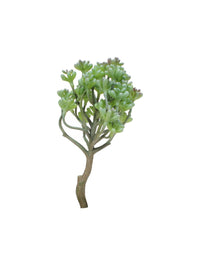 Design Shop Mixed Succulents Set of 6