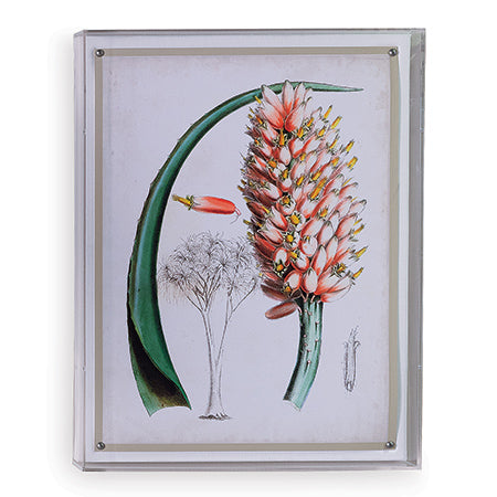 Port 68 Tropicals Iii