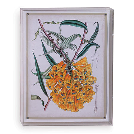 Port 68 Tropicals Vi