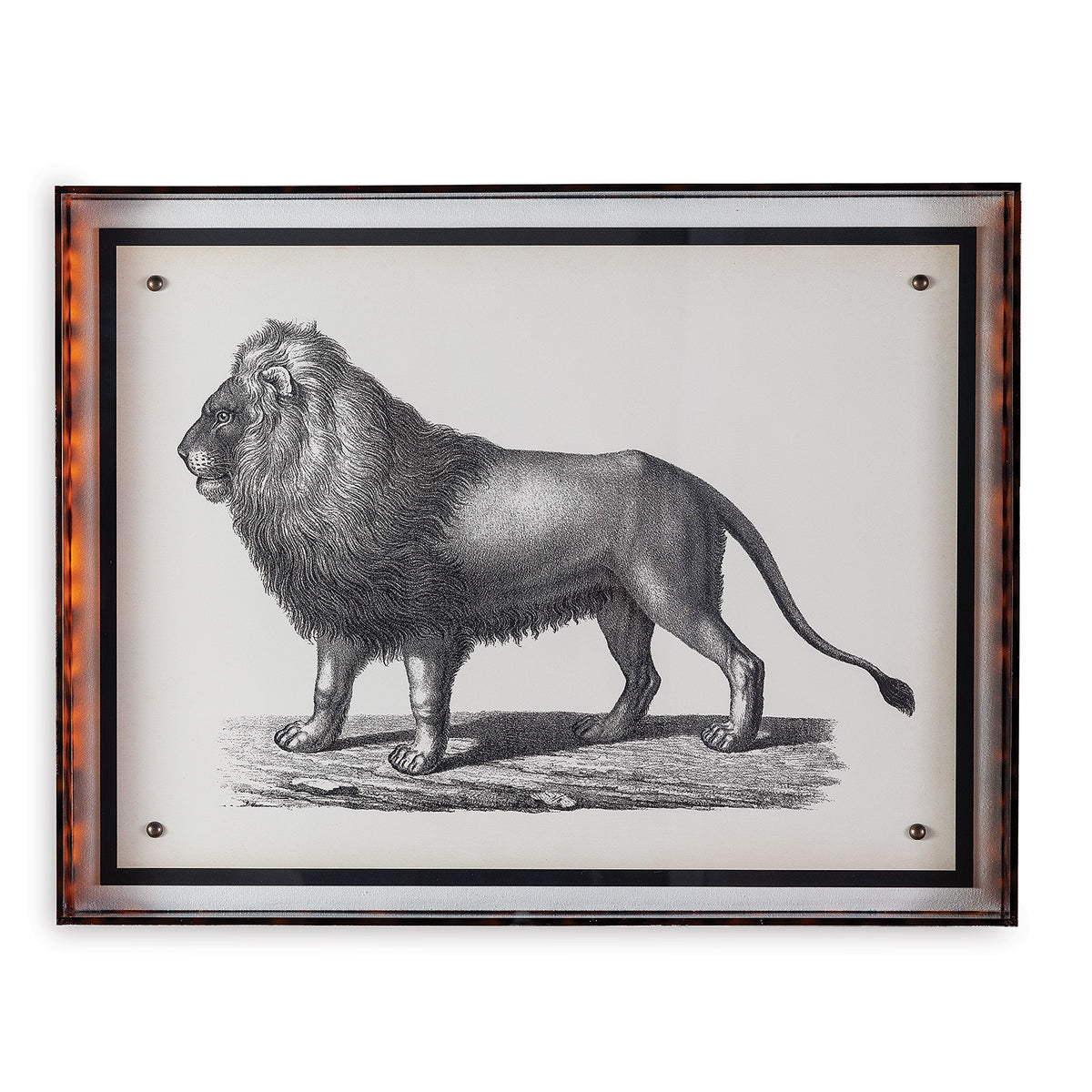 Port 68 Lion