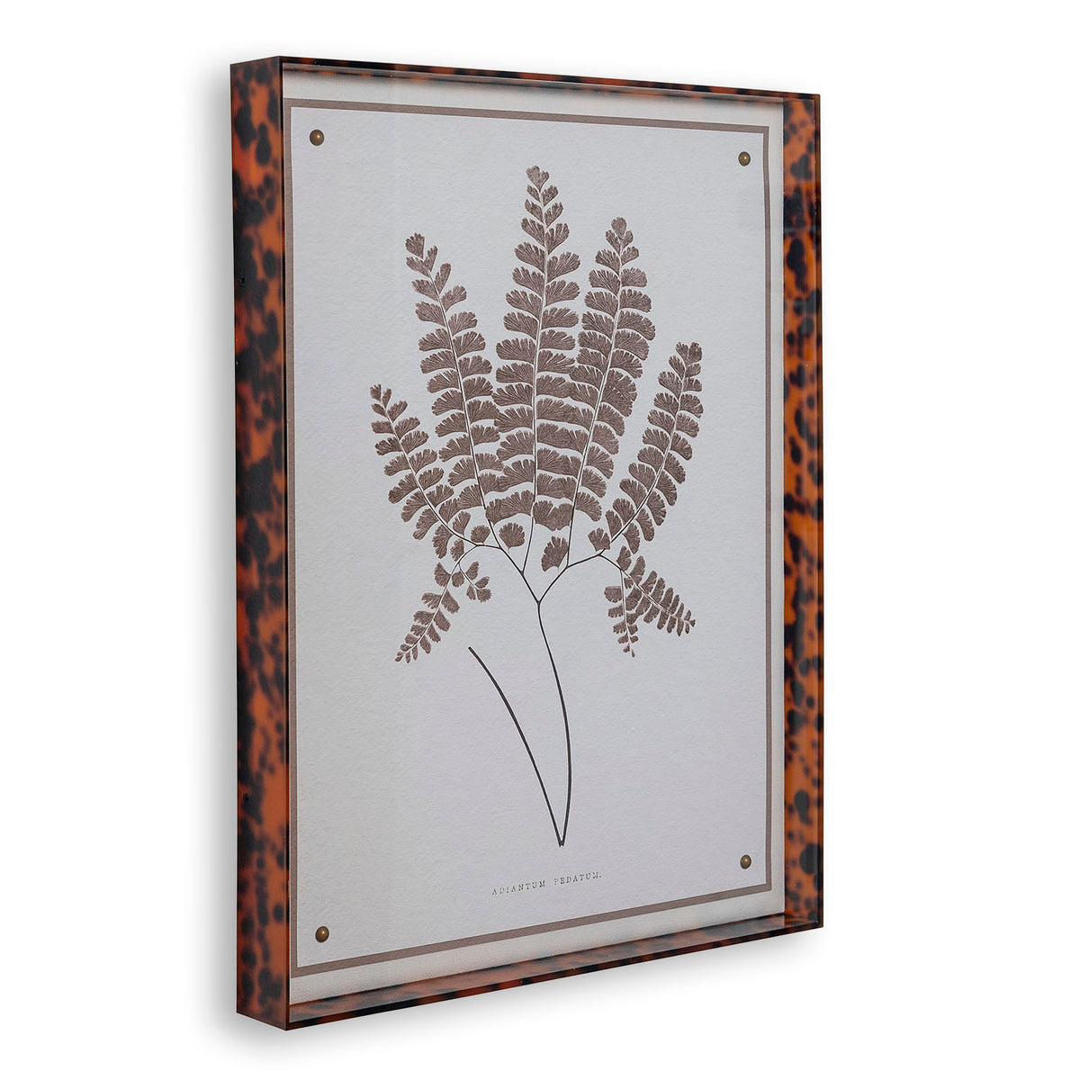 Port 68 Sepia Fern Ix