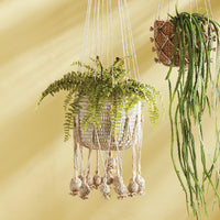 Design Shop Boston Fern Drop-In 16"