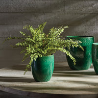 Design Shop Boston Fern Drop-In 16"