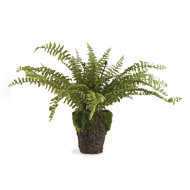 Design Shop Boston Fern Drop-In 16"