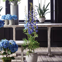 Design Shop Delphinium Drop-In 53"