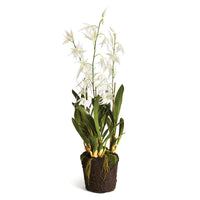 Design Shop Spider Orchid Drop-In 44"